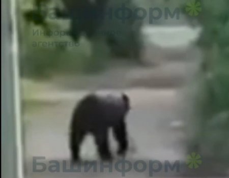 В минэкологии Башкортостана объяснили причины частого выхода медведей к людям