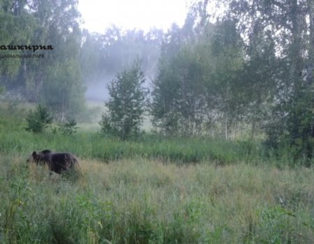 В Башкирии на видео попал момент поедания медведем овса