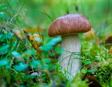 С 12 октября в России за незаконный сбор грибов можно получить штраф до миллиона рублей