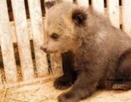 Пойманный в Ишимбайском районе медвежонок вырвался на свободу - минэкологии Башкортостана
