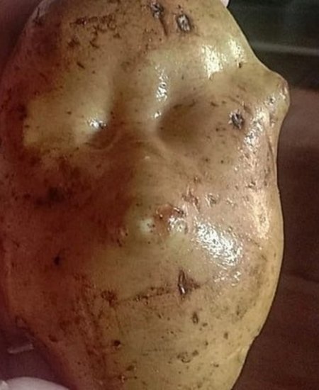 Жительница Башкортостана выкопала клубень картофеля с человеческим лицом