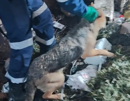 В Башкирии бездомная собака упала в заброшенный погреб - спасатели пришли ей на помощь