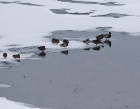 Жителям Башкирии объяснили, нужно ли помогать птицам на замерзающих водоемах