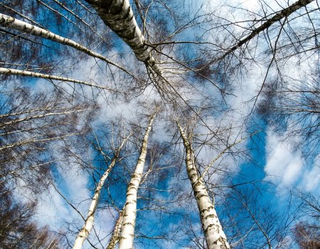 Учёные: глобальное потепление негативно влияет на деревья