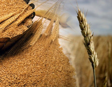 Аграрии Башкортостана собрали более 2 млн тонн зерна