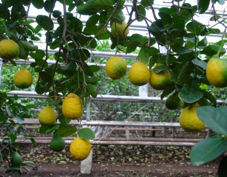 Уфимский лимонарий готовят к реконструкции