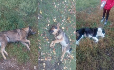 В Башкортостане расстреляли бездомных собак - комментарий и рекомендации зоозащитника