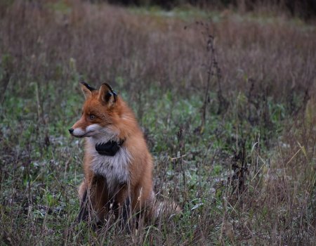 В Башкортостане дикие лисы пытались напасть на людей