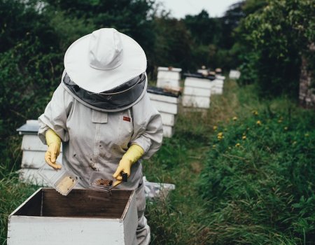 В Башкортостане создадут социальную сеть для пчеловодов