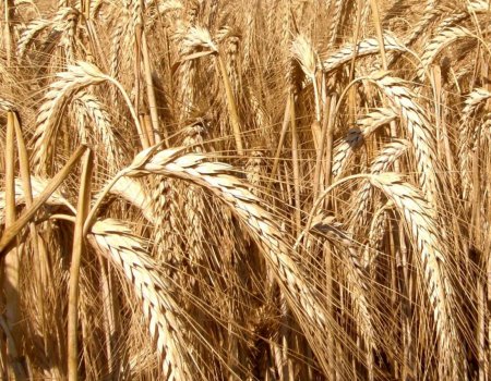 Гибрид пшеницы и ржи из Башкирии получил серебряную медаль выставки «Золотая осень»