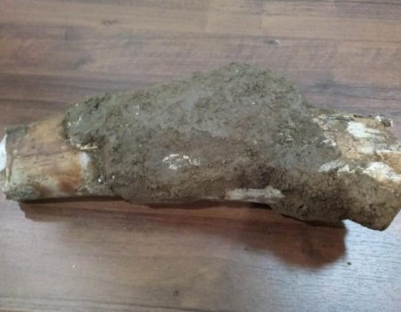 В Башкортостане при укладке водопровода обнаружены останки мамонта