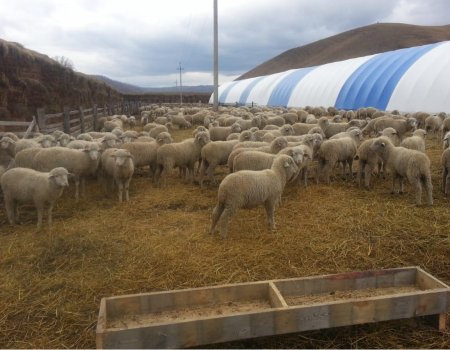 Радий Хабиров осмотрел единственный в республике овцеводческий кластер