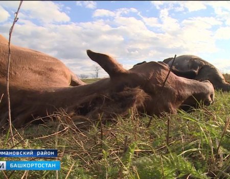 Жители Нуримановского района просят Радия Хабирова обратить внимание на проблему расстрела лошадей