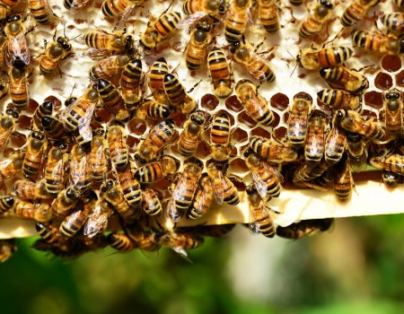 Башкирские пчеловоды выиграли грант на восстановление чистопородной бурзянской пчелы