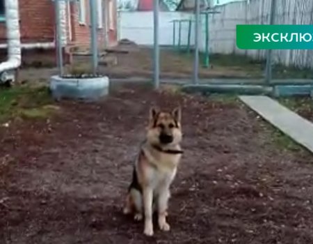 В Башкортостане служебную собаку научили башкирскому языку