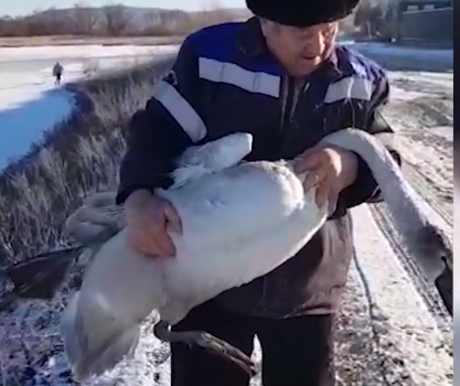 ВИДЕО: Неравнодушные жители Башкортостана спасли лебедей от верной гибели