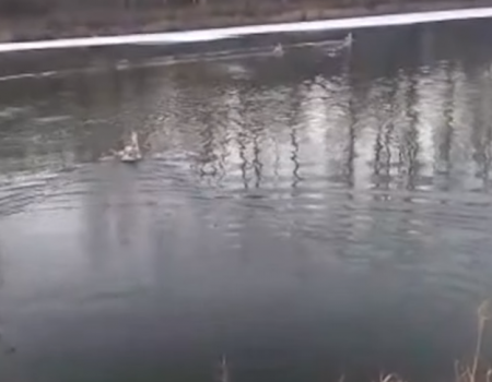 Лебедей, едва не погибших на замерзшем пруду, пристроили в нацпарке «Башкирия»