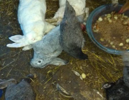 В одном из личных хозяйств Авдона неизвестный зверь задушил около 100 кроликов