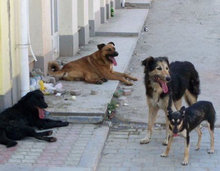 Внесен законопроект, разрешающий регионам применять метод ОСВВ к бездомным животным