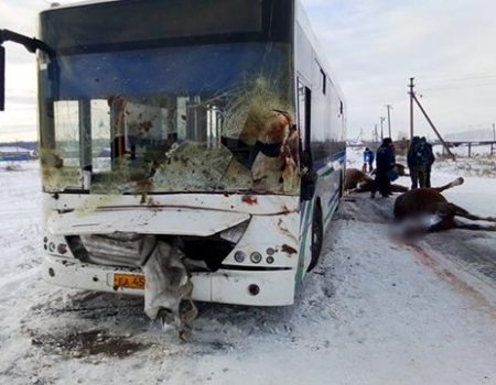В Башкортостане при столкновении с пассажирским автобусом погибло несколько лошадей