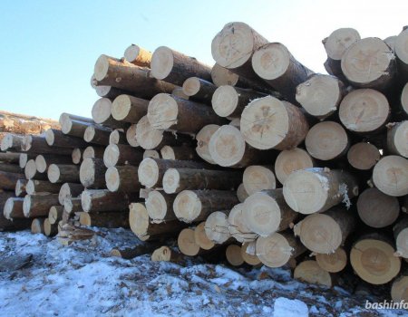 В Башкортостане с начала года выявлено 526 фактов незаконной рубки лесов