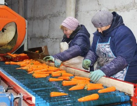 В Башкирии заработал овощной потребительский кооператив