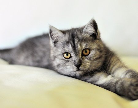 В Башкортостане в следующем году начнут чипировать домашних кошек и собак