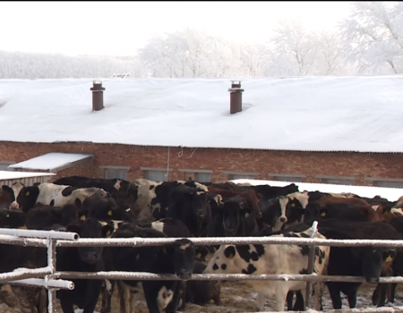 ЭКО для коров: в Шаранском районе разводят животных путём искусственного оплодотворения