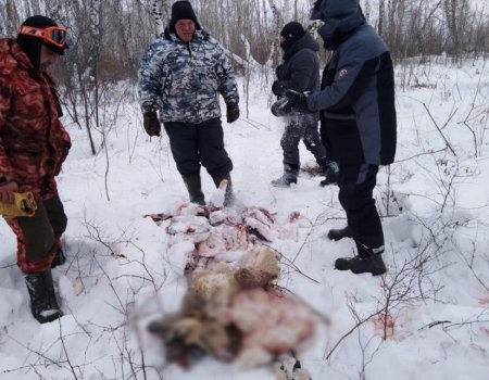 В Башкирии депутата и полицейского обвиняют в незаконной охоте на снегоходах