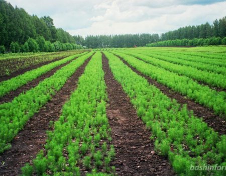 В Башкортостане доля восстановления лесов в 2 раза превышает показатели по России