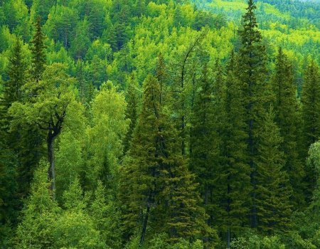 Радий Хабиров: «Кроношпан» должен перерабатывать не пермский лес, а башкирский