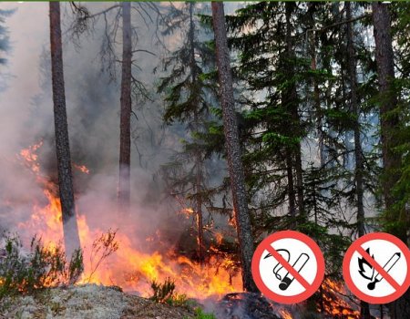 Объявлены телефоны «горячей линии» по вопросам предотвращения лесных пожаров