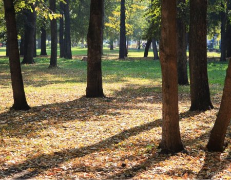 В Башкортостане введены штрафы за сжигание мусора и листьев в парках и скверах