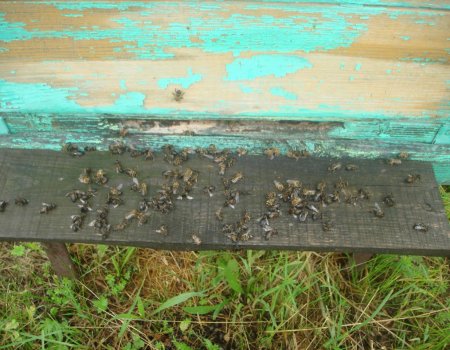 ОНФ в Башкирии просит Россельхознадзор взять на контроль ситуацию с массовой гибелью пчел