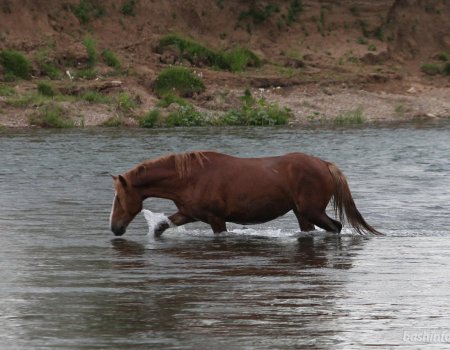В Башкортостане наездник соскользнул в реке с лошади и утонул