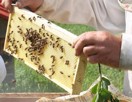 Стала известна причина гибели пчел в нескольких районах Башкортостана