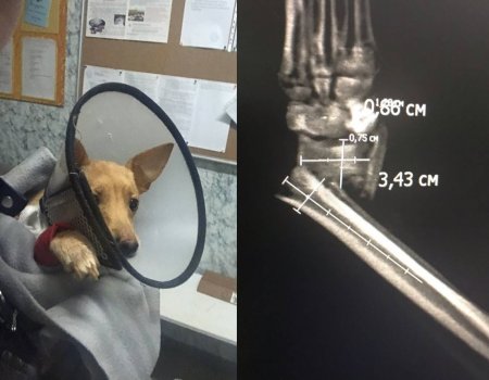 В Уфе сломали собаке ногу и выбросили животное из окна