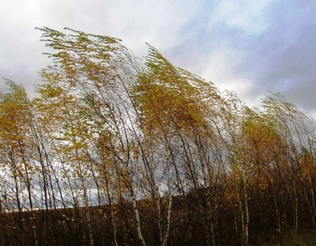В Башкортостане МЧС предупреждает о сильных порывах ветра