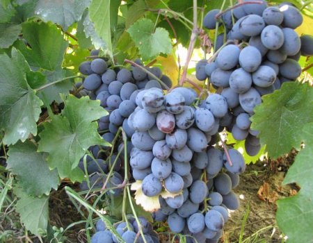 Кушнаренковский селекционный центр приглашает на сбор винограда: 1 кг за 70 руб