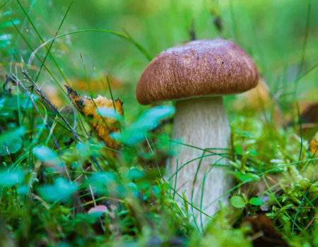В Башкортостане с начала года грибами отравились 26 человек