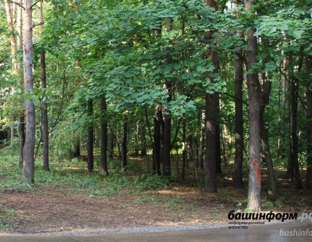 Жителей Башкортостана приглашают к общественному обсуждению программы по развитию леса