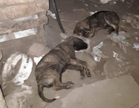 В Башкортостане хозяйку приюта для животных зоозащитники обвинили в гибели собак