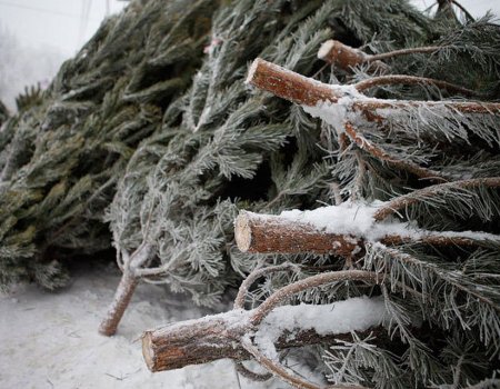 «Ёлки в щепки»: уфимцы смогут сдать новогодние деревья на переработку