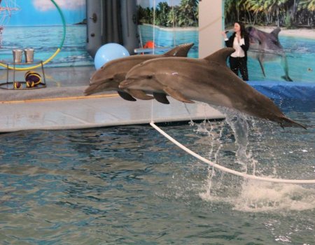 Мэрия Уфы прокомментировала информацию об отмене строительства дельфинария