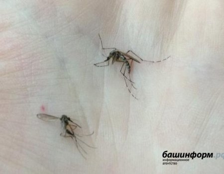 Уфимцев «съедают» комары: эксперты объяснили причины массового появления кровососущих