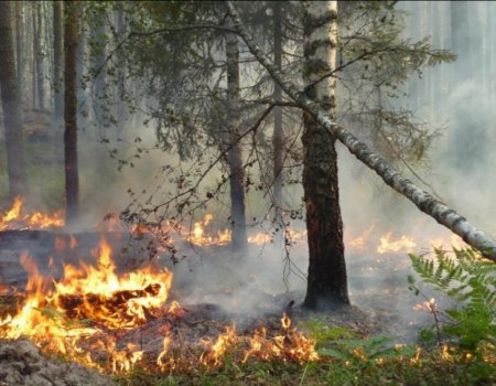 В Башкортостане аномальная жара на этой неделе может спровоцировать лесные пожары