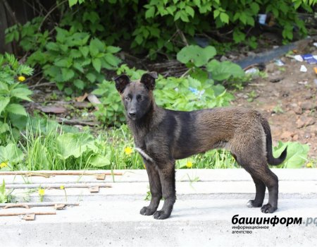 В Башкортостане в июле должен заработать закон о собачьих приютах