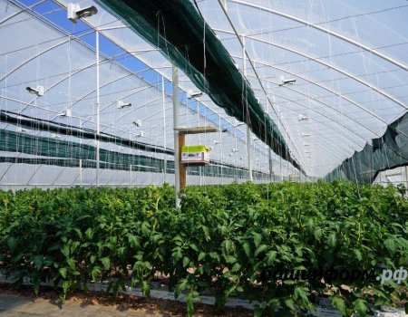 В Башкортостане построят новый тепличный комбинат по выращиванию овощей