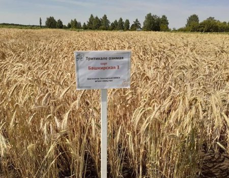В Башкортостане уборка урожая начнется с жатвы озимых культур - Радий Хабиров