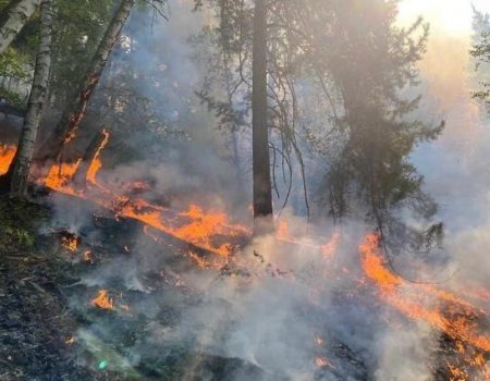 Власти Башкортостана поддержат семью погибшего волонтера при тушении лесных пожаров